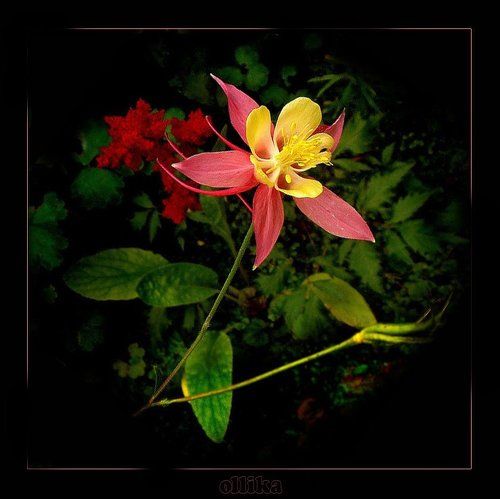 Цветочек... Аленький...