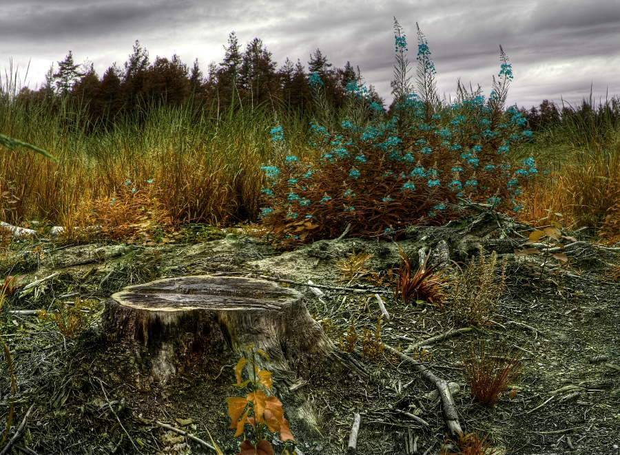 Лесная, жизнь, Владимир Липецких