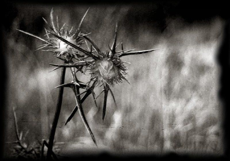 Ближний восток, Иерусалим, колючка, война, любовь #9 фото превью