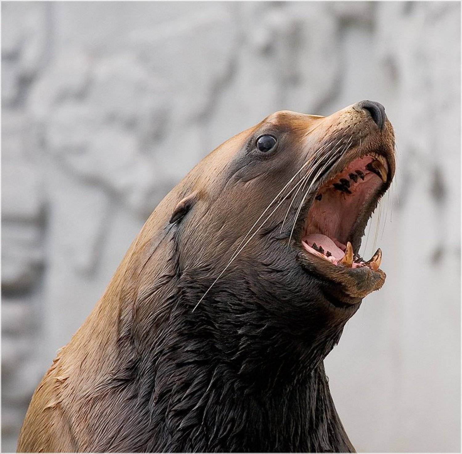 лев, морской, зуб, стоматолог, Alitet