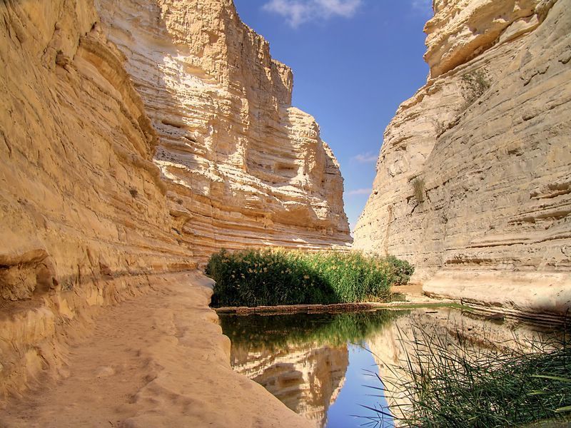 оазис в пустыне Негев фото превью