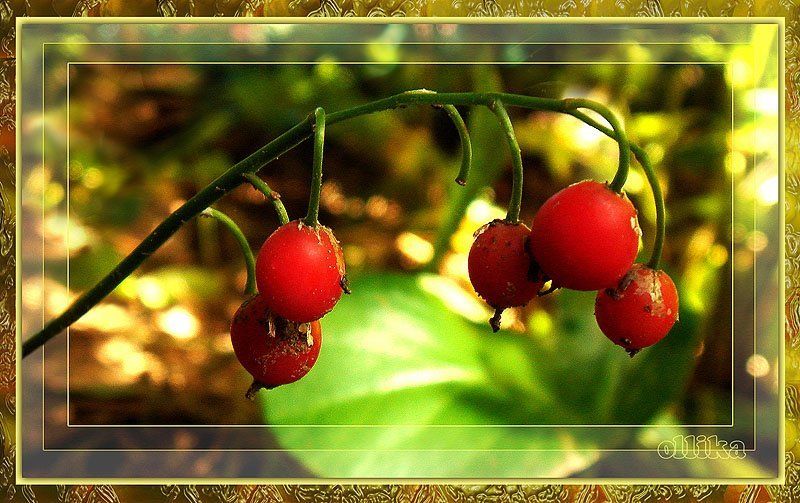 ландыш, лето, дача Ландыш... Сентябрьский... фото превью