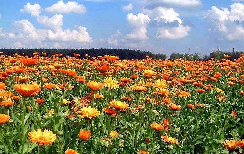 Поле, цветы, календула, senjor