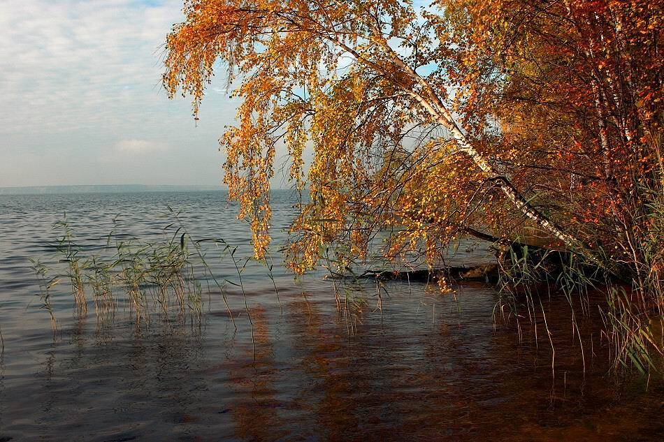 , Владимир Липецких