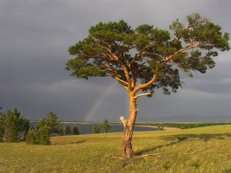 Бурятия, озеро, Щучье, дерево, дождь, Олег Шубаров