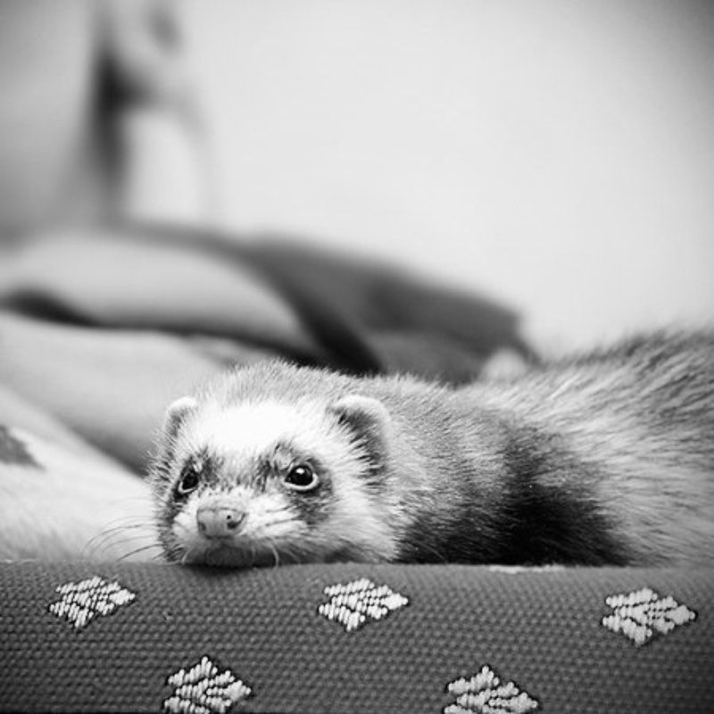 хорек, чб  фото превью