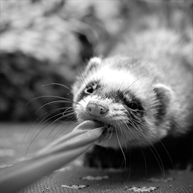 хорек  фото превью