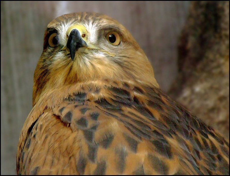 Птицы Глаза хищника фото превью