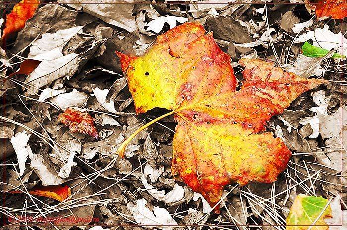 лист, осень, клен, листопад, Pilgrim