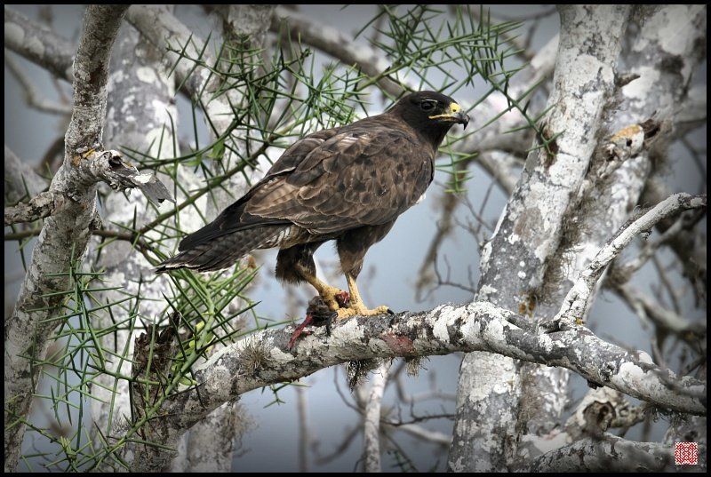 Galapagos Hawk, Buteo galapagoensis Дайте же поесть наконец! фото превью
