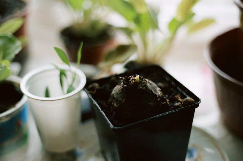 окно, весна, утро  фото превью