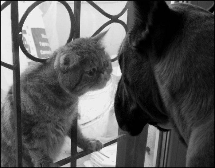 cat, dog, Vadim Balakin