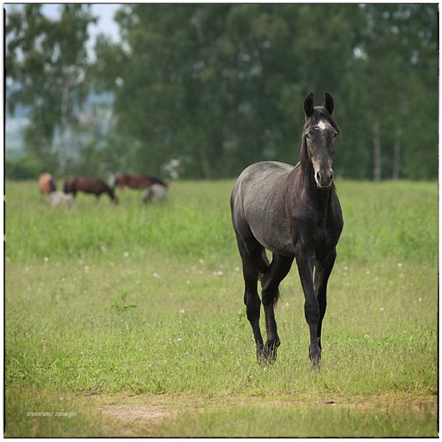 лошадь, лошади, конь, horses, horse, equi, zabegin, Alexander Zabegin