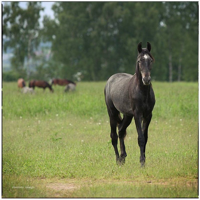лошадь, лошади, конь, horses, horse, equi, zabegin *** фото превью