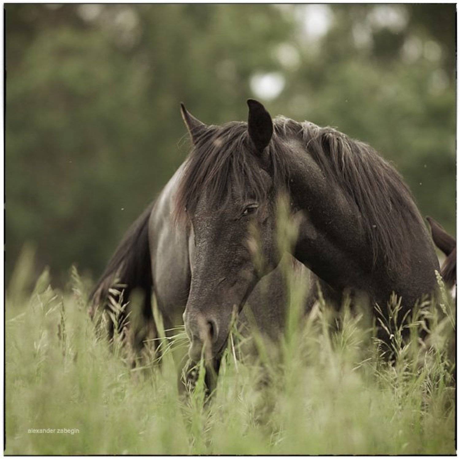 лошадь, лошади, конь, horses, horse, equi, zabegin, Alexander Zabegin