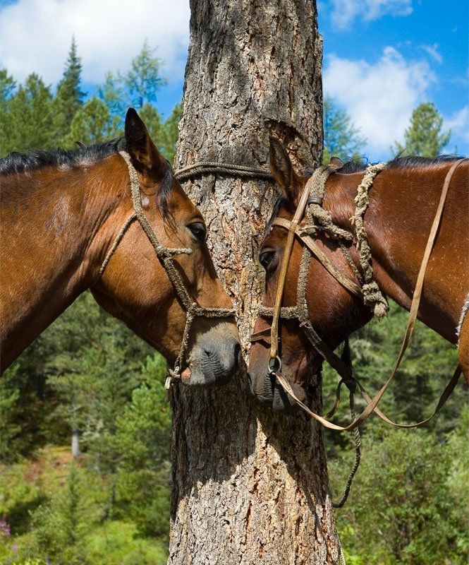Алтай, лошади Между переходами фото превью