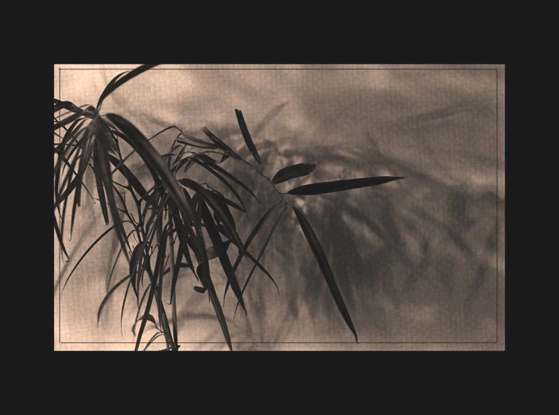 натюрморт, комнатный цветок, стилизация Japanesque фото превью