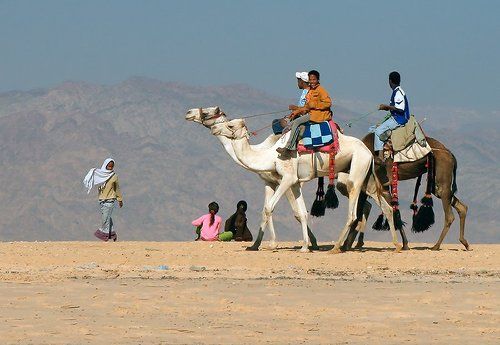 Они предпочитают Camel
