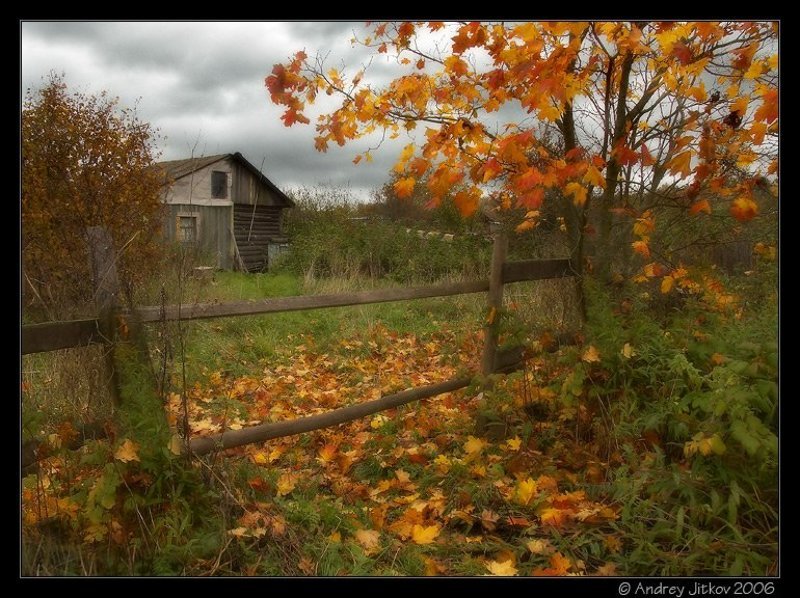 подмосковье, богачево, осень, октябрь, листья, клен, домик, photohunter Пасмурный октябрь.. фото превью