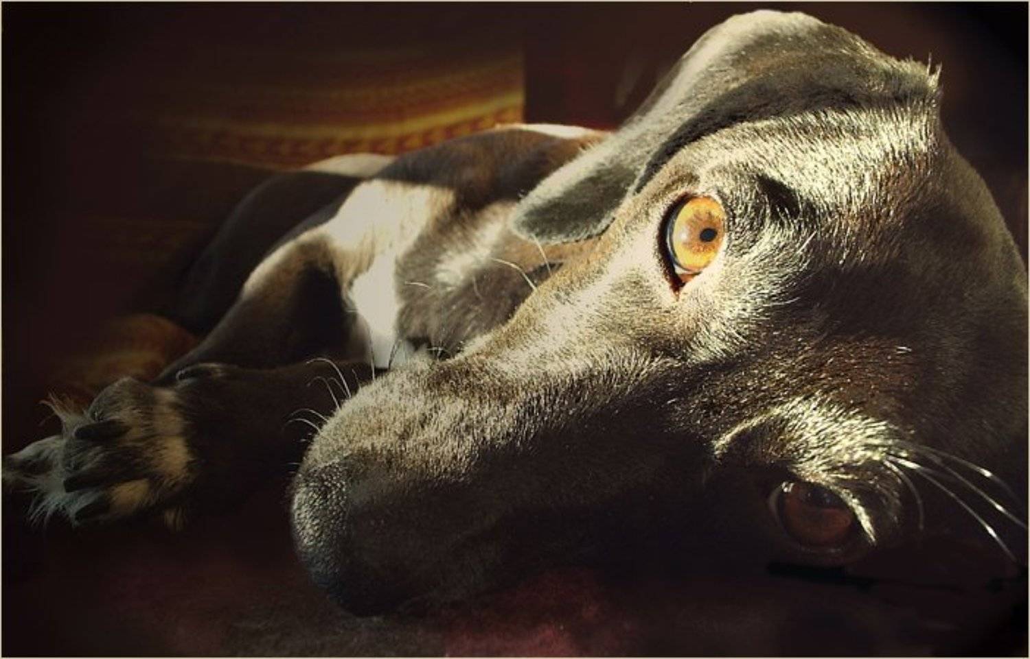 собака, Valentina