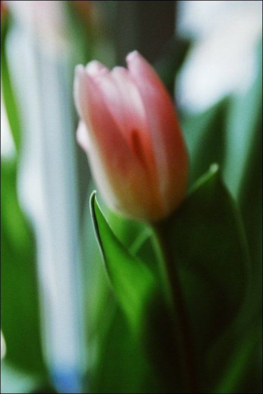 тюльпан  фото превью