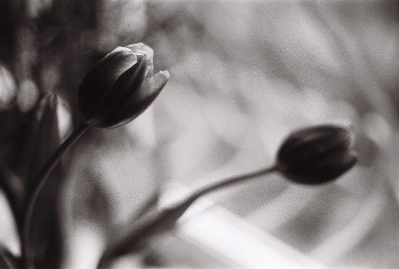 тюльпаны, ч/б  фото превью