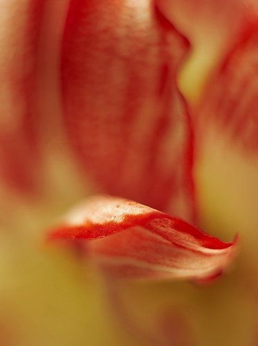 Постигая тайны цветов #1