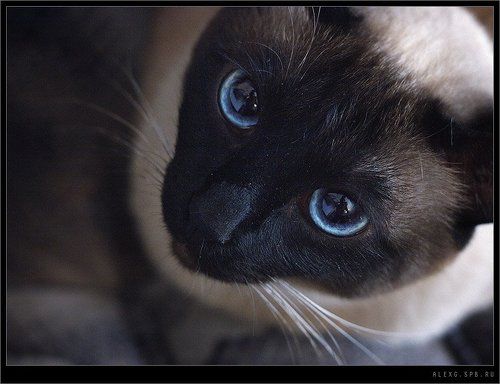 EYES