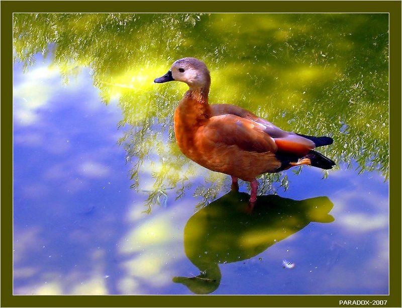 птица, загадка,озеро,юмор,детская,PARADOX Эта птица называется ... (Картинка-загадка) фото превью