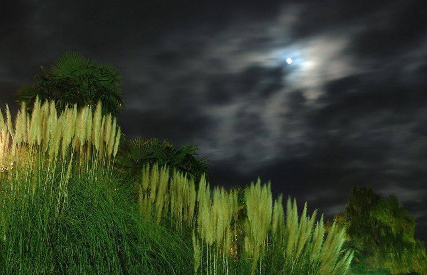 ночь, парк, волки, воют, Kaiser Sozo