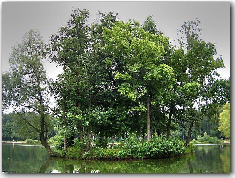 остров, пруд, senjor