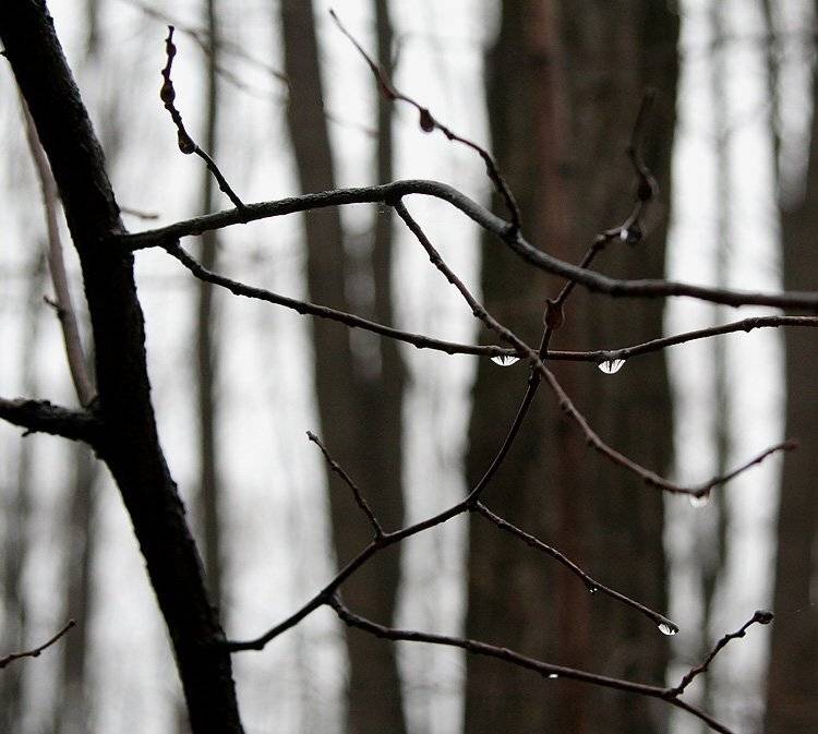 Лес, вечер, дождь, Alexey