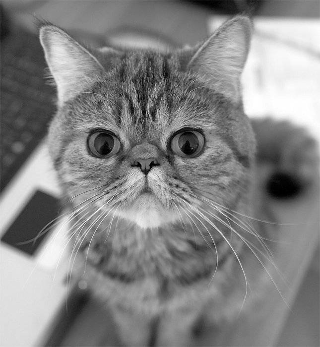 eyes, cat, Vadim Balakin