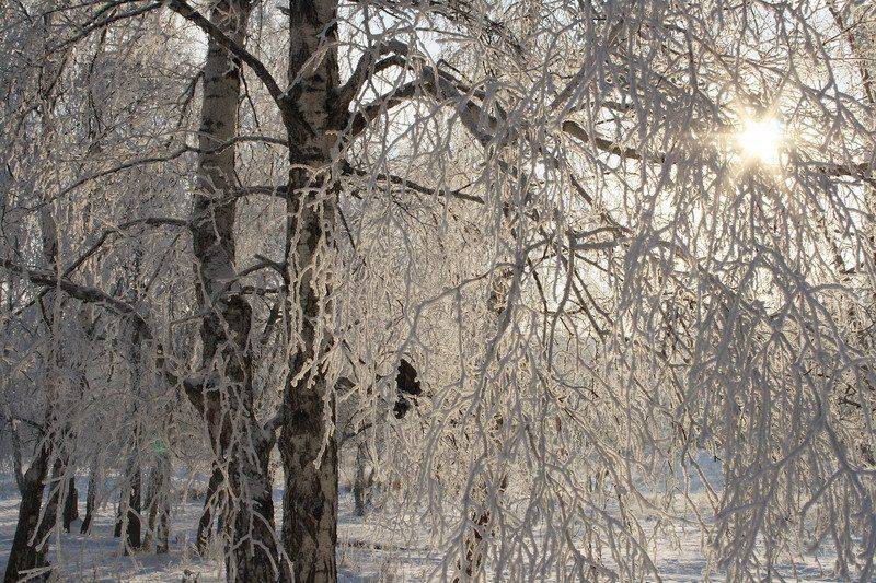 Зима, береза, снег, солнце, Олег Шубаров