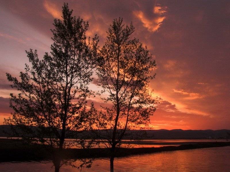 Бурятия, Аэропорт, дерево, новоднение, Олег Шубаров