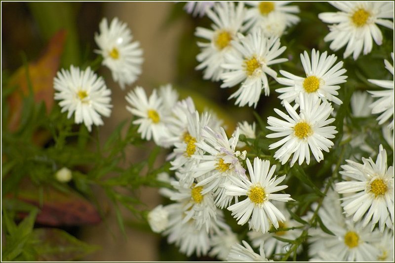 цветы  фото превью