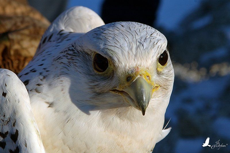 Магадан, Магаданская область, Арманская трасса, Окса, Сокол, Кречет, Хищники, Птицы  фото превью
