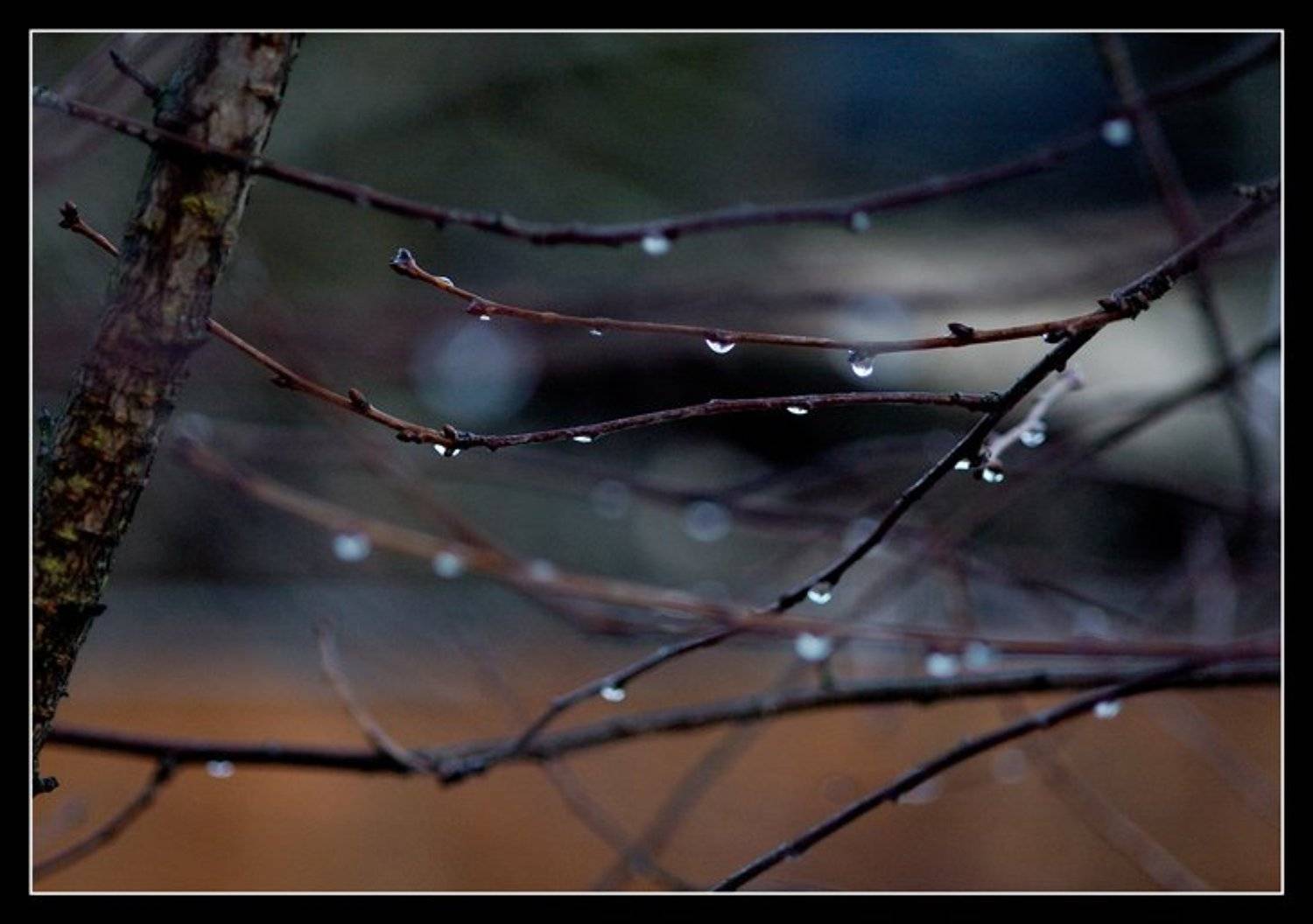 капли, ветки, Капустин Николай