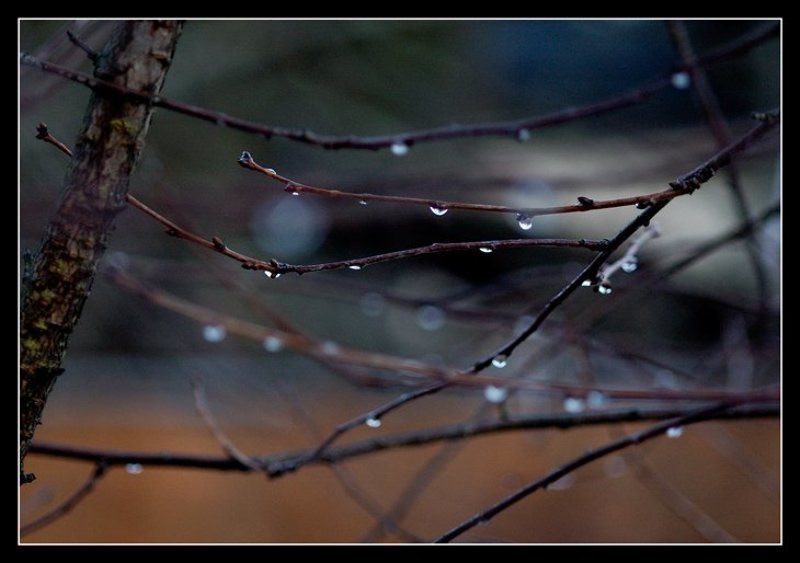 капли, ветки После дождя фото превью