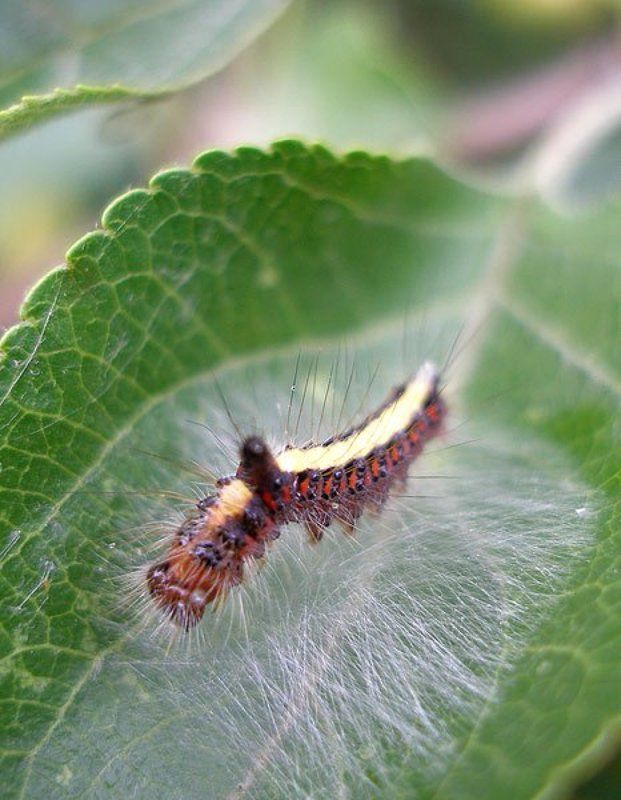 макро гусеница фото превью