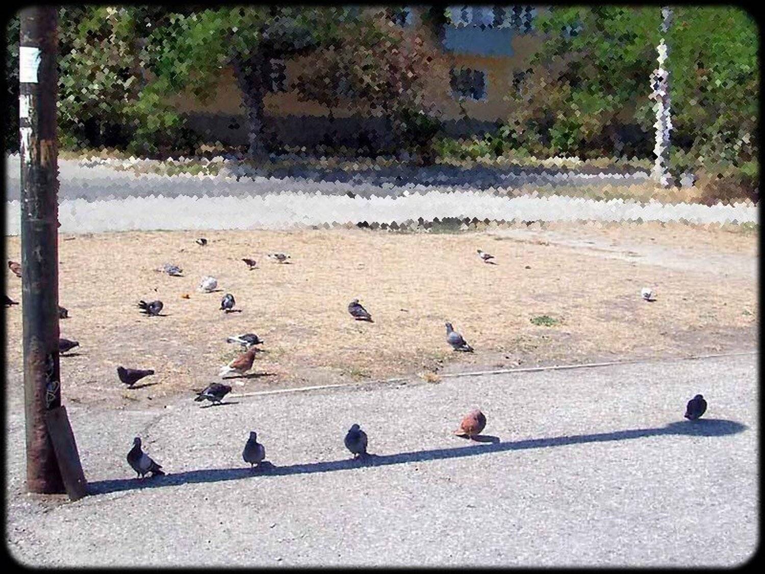 голуби, тень, senjor