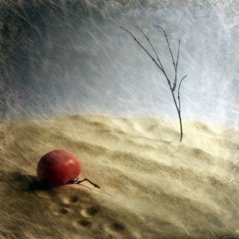 помидор, не, дошел, ни, куда Не дошел фото превью