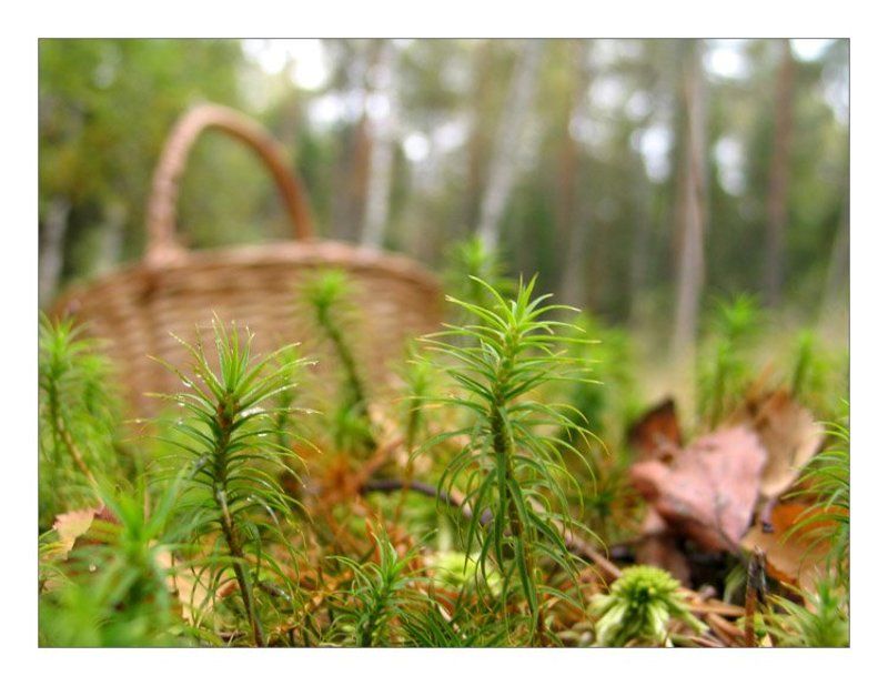 По грибы фото превью