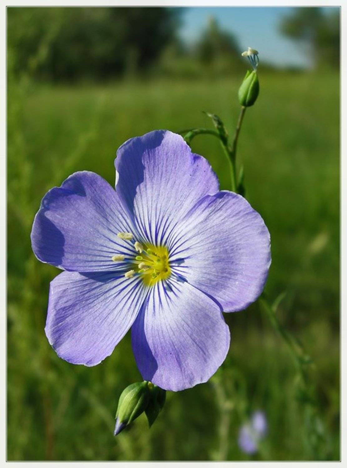 лето, цветы, Влад К