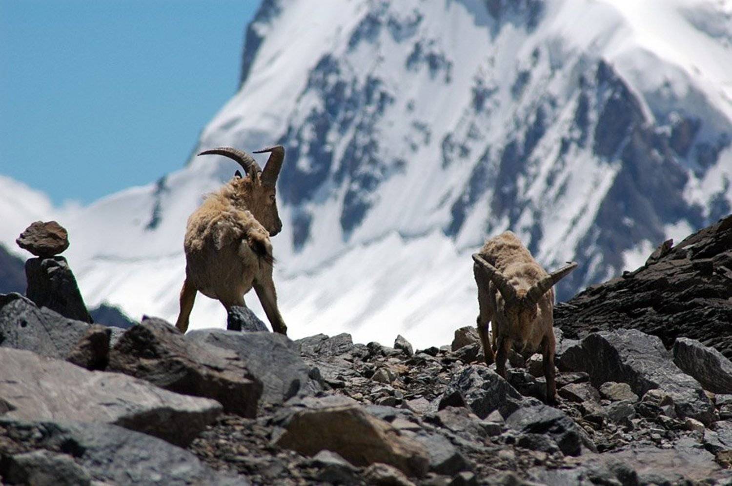 безенги, Dmitriy Egorov