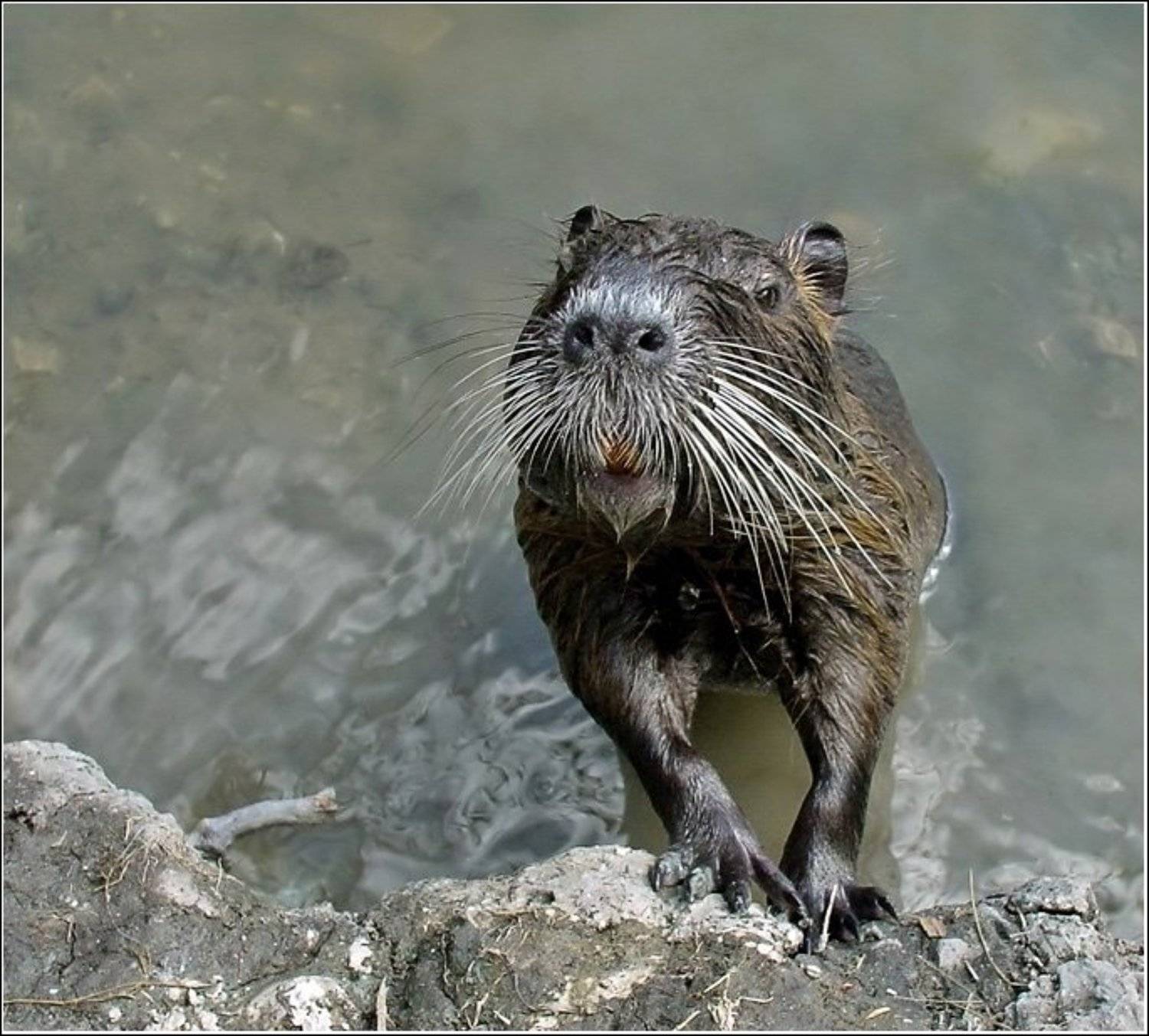 нутрия, озеро, Alex Sheptl