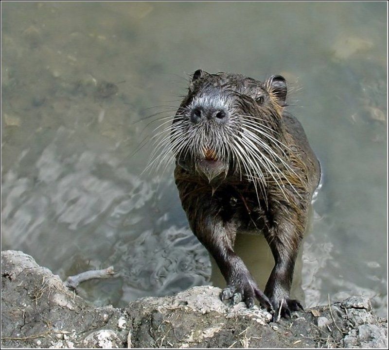 нутрия, озеро С чем пожаловали? фото превью