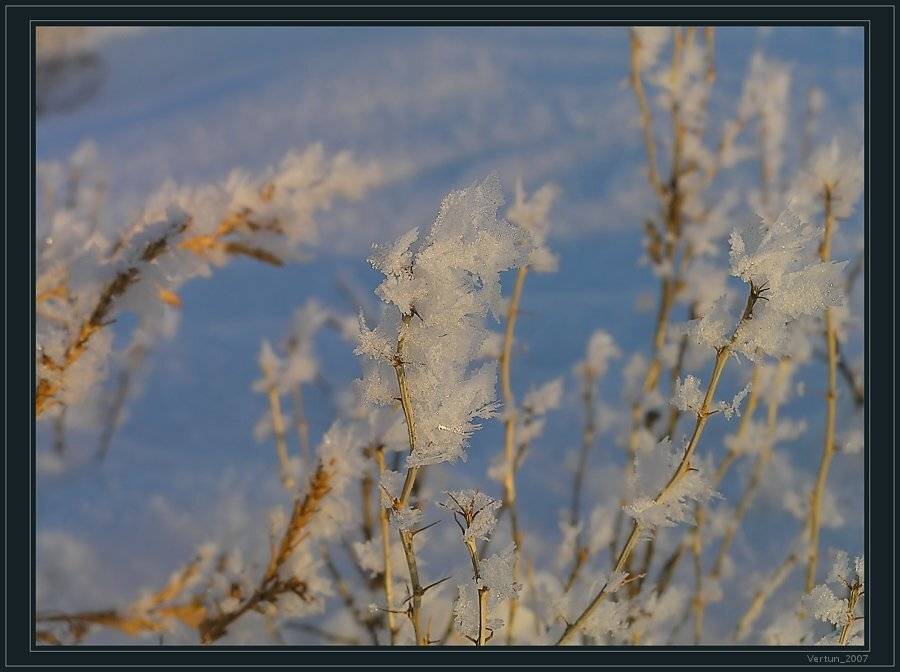 МОРОЗ,ИНЕЙ,ЗИМА,снег, Игорь Глушко