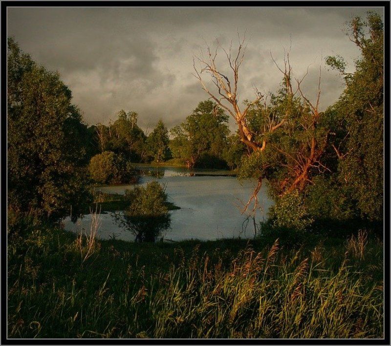 болото фото превью