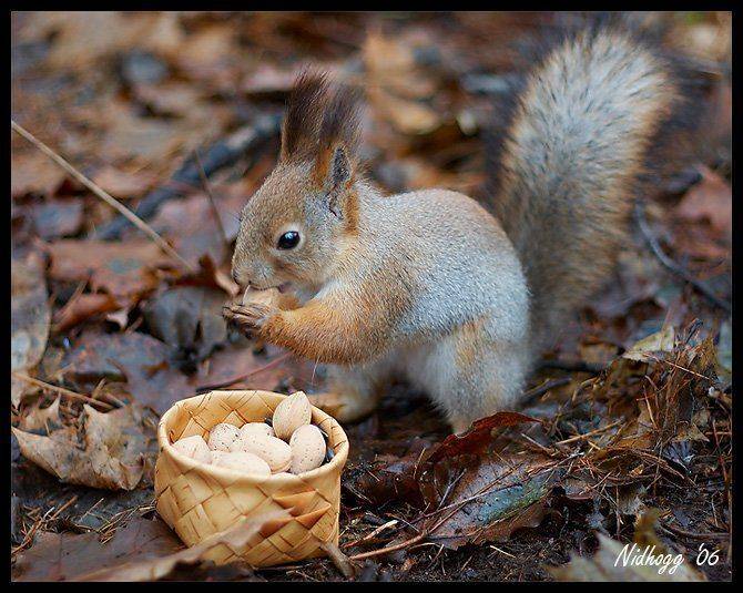 белка, миндаль, Nidhogg